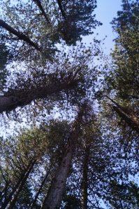 Llogara National Park